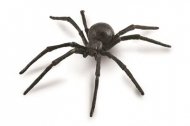 COLLECTA voras Juodoji našlė (L), 88884