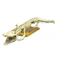 SCIENCE TIME krokodilo skeletas, 28202