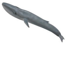 COLLECTA mėlynasis banginis (XL), 88834 88834